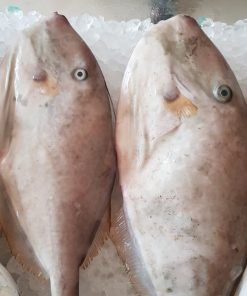 Cá Bò Da