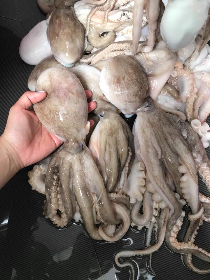 bạch tuộc hai da