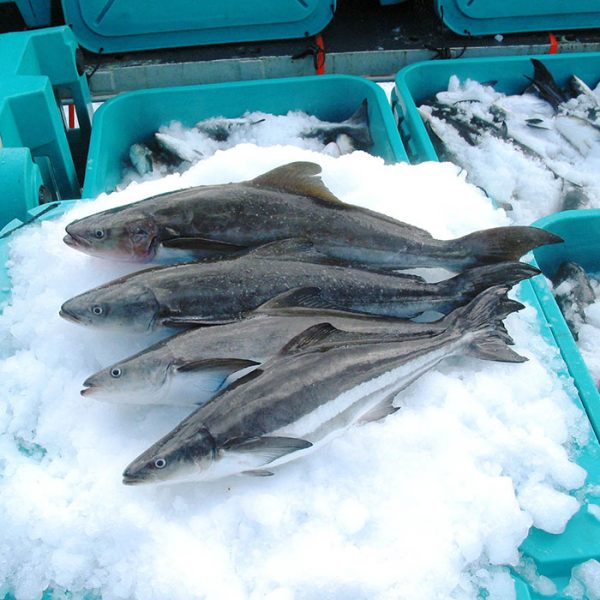 Cá Bớp Biển Nguyên Con